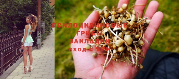 прущие грибы Армянск